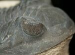 Very Detailed Hollardops Trilobite - Foum Zguid #17820-2